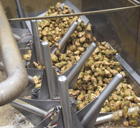 Bild: Landenberger Zuckerstamm 04. November 2022