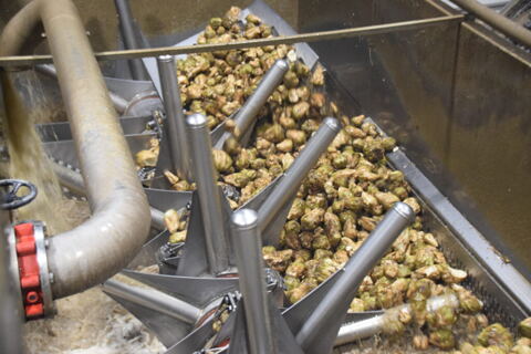 Landenberger_Zuckerstamm_08